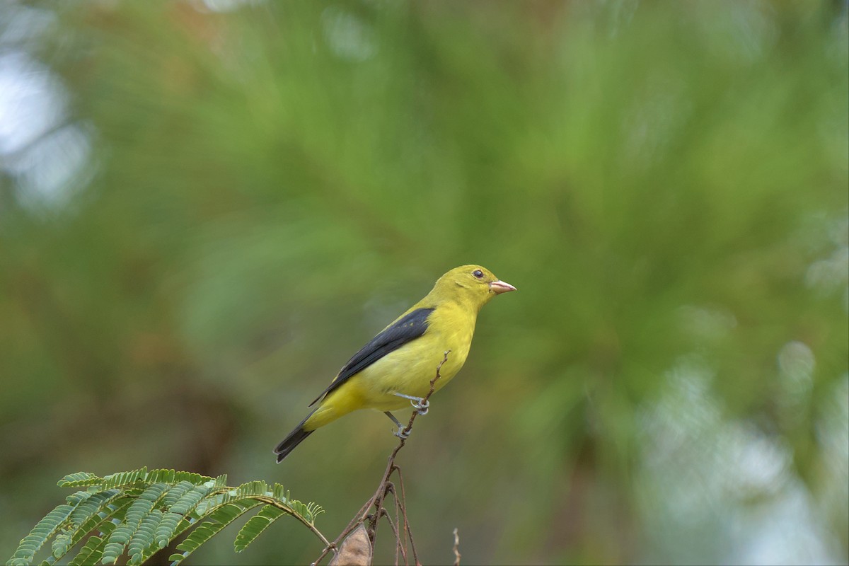 Scarlet Tanager - Mark Montazer