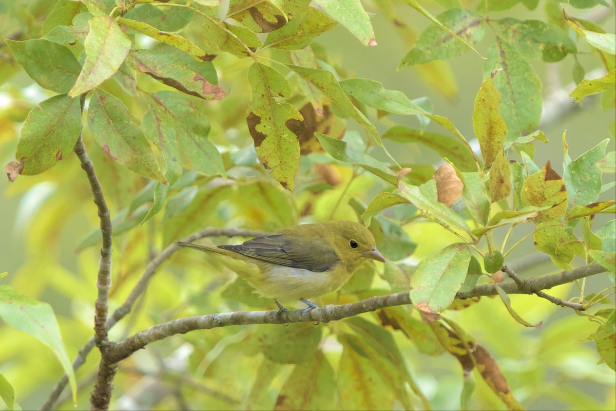 Scarlet Tanager - ML487105871