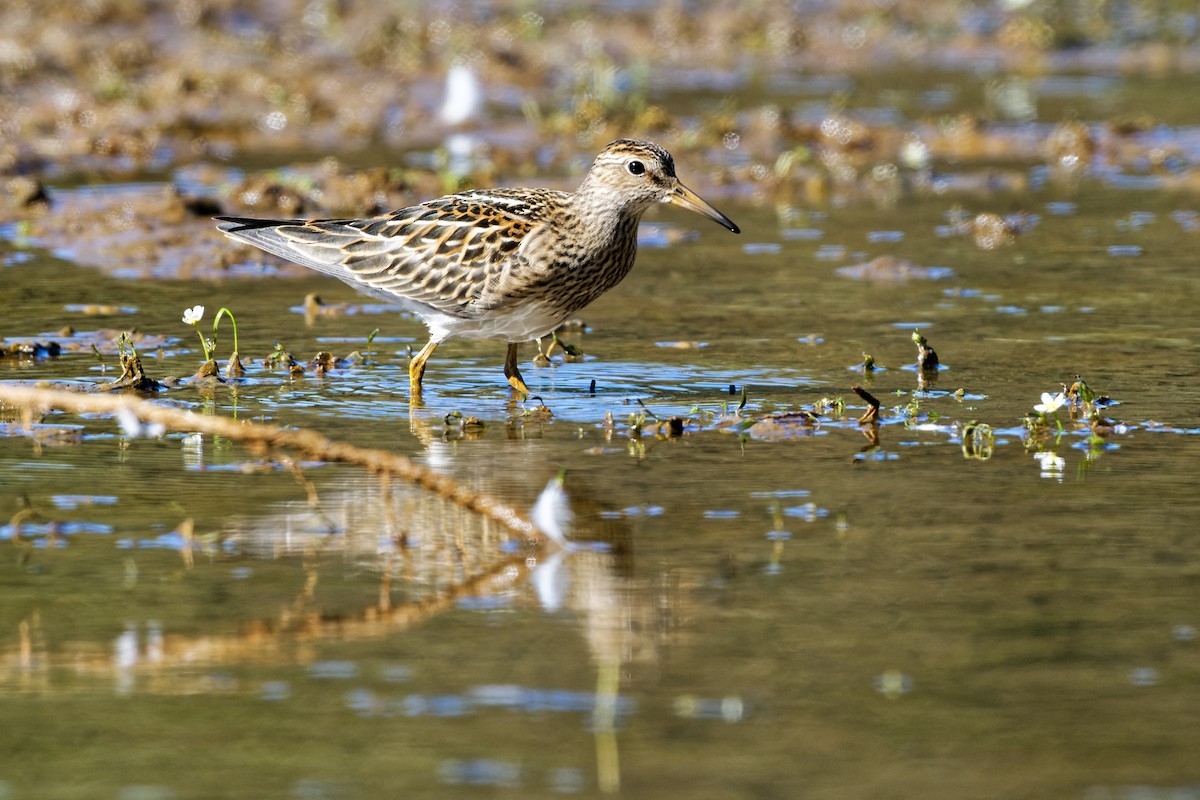 Pectoral Sandpiper - ML487105911