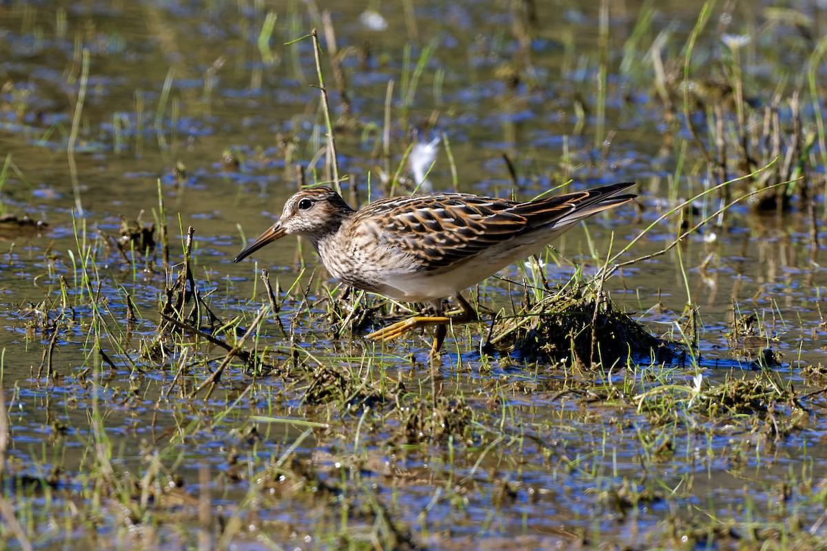 Bécasseau à poitrine cendrée - ML487105921