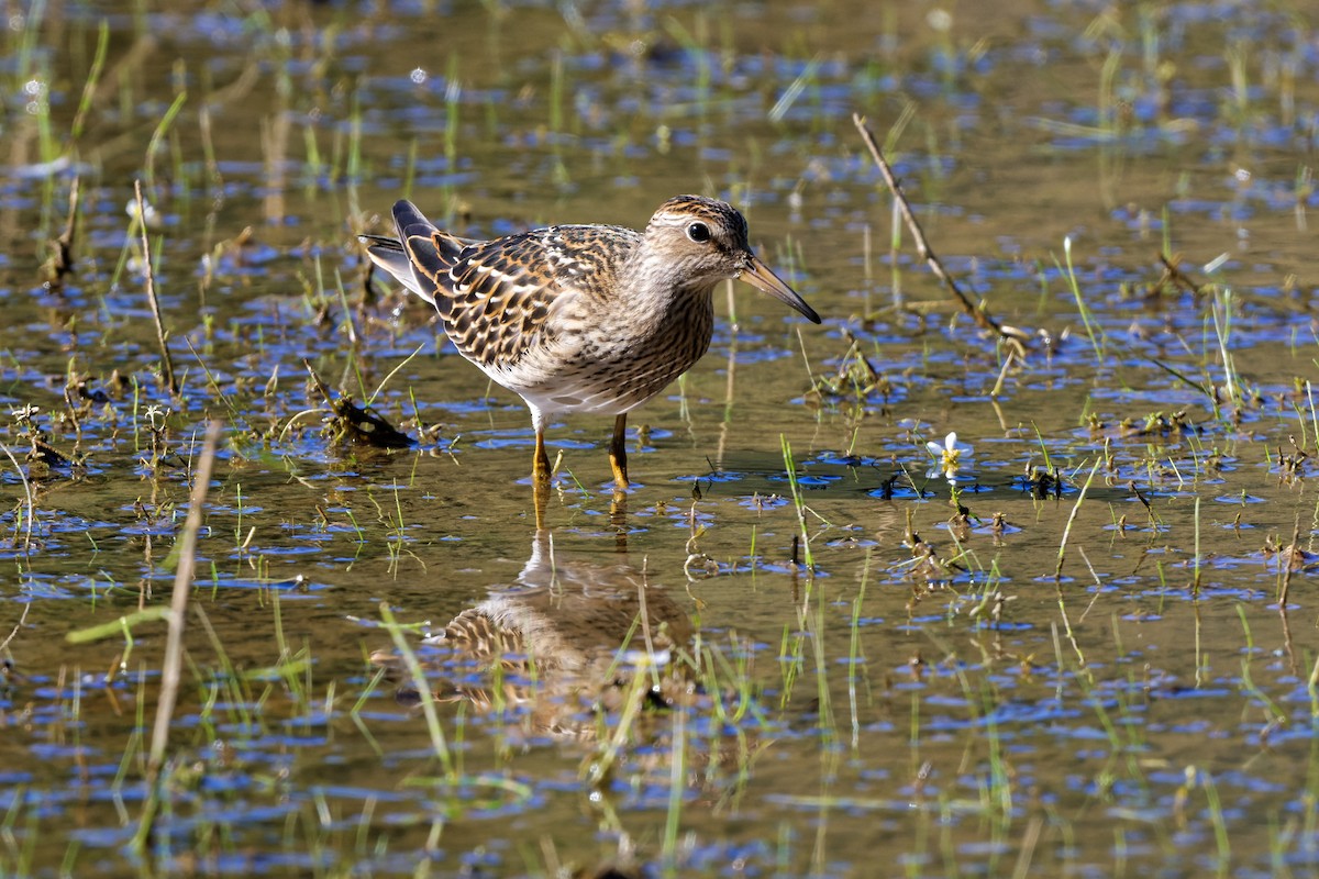 Bécasseau à poitrine cendrée - ML487105941