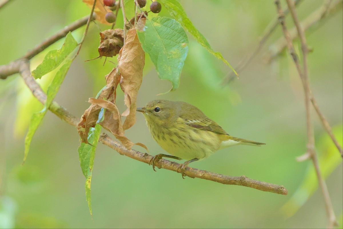 Cape May Warbler - ML487106121