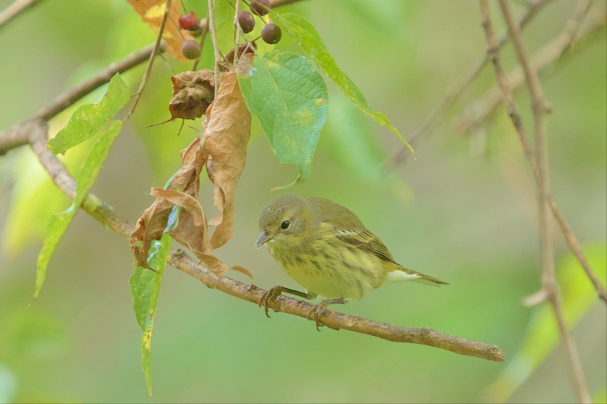 Cape May Warbler - ML487106131