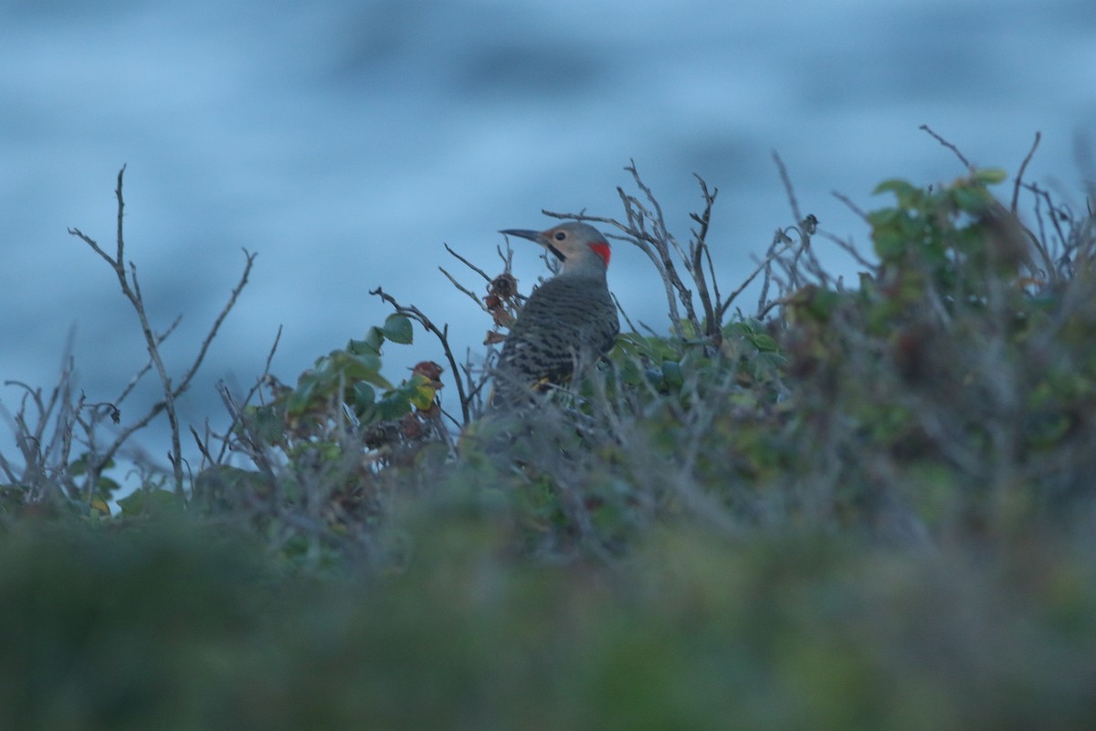 Northern Flicker (Yellow-shafted) - ML487106141