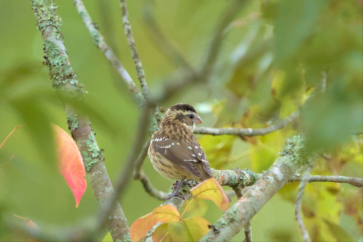 Rose-breasted Grosbeak - ML487106241