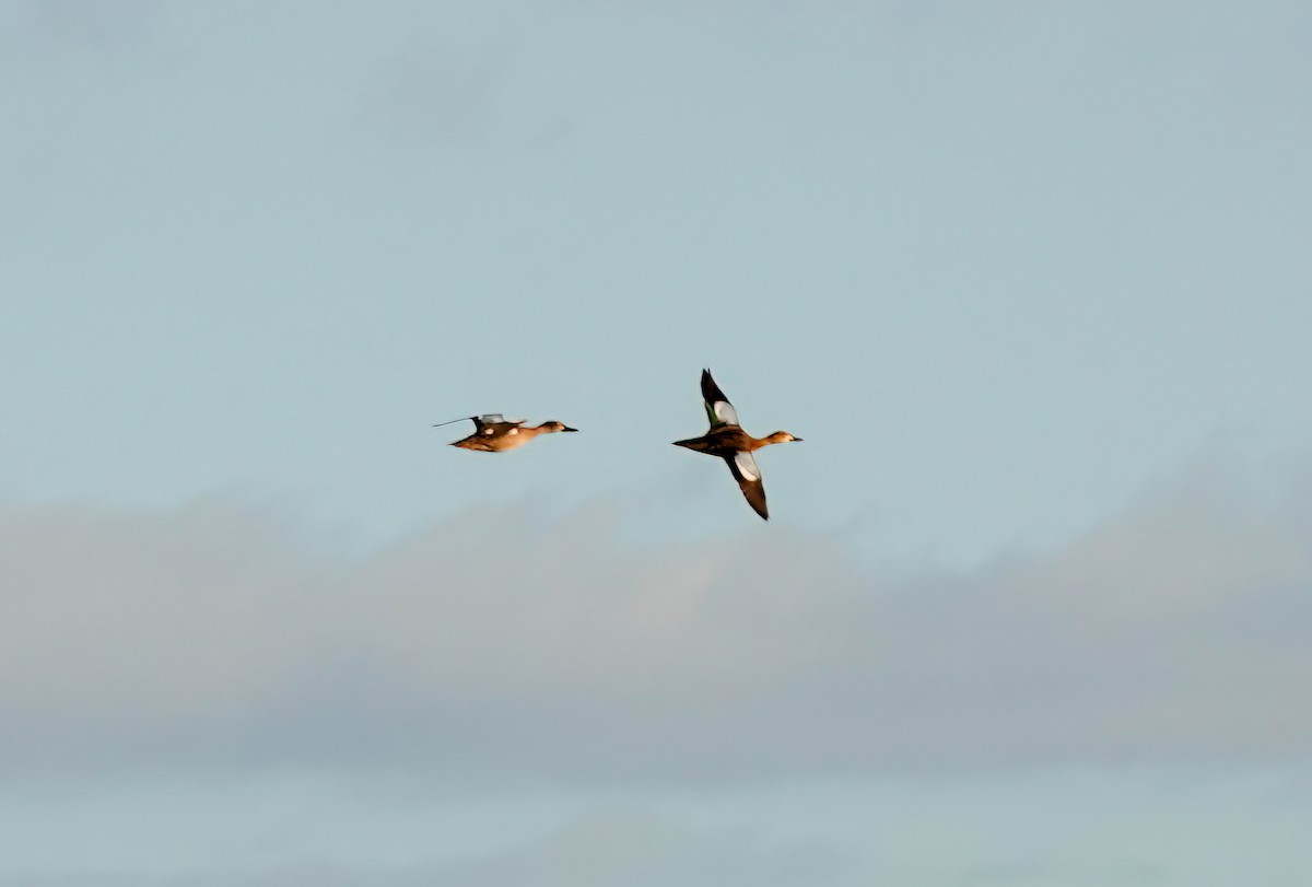 Blue-winged Teal - Pam Vercellone-Smith