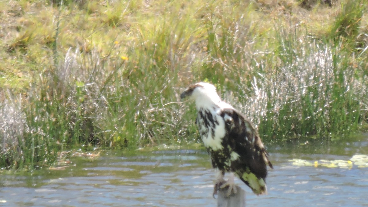 African Fish-Eagle - Bosco Greenhead