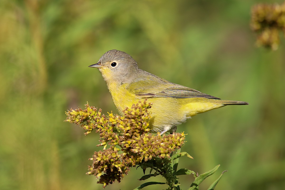 Nashville Warbler - Anthony Macchiarola