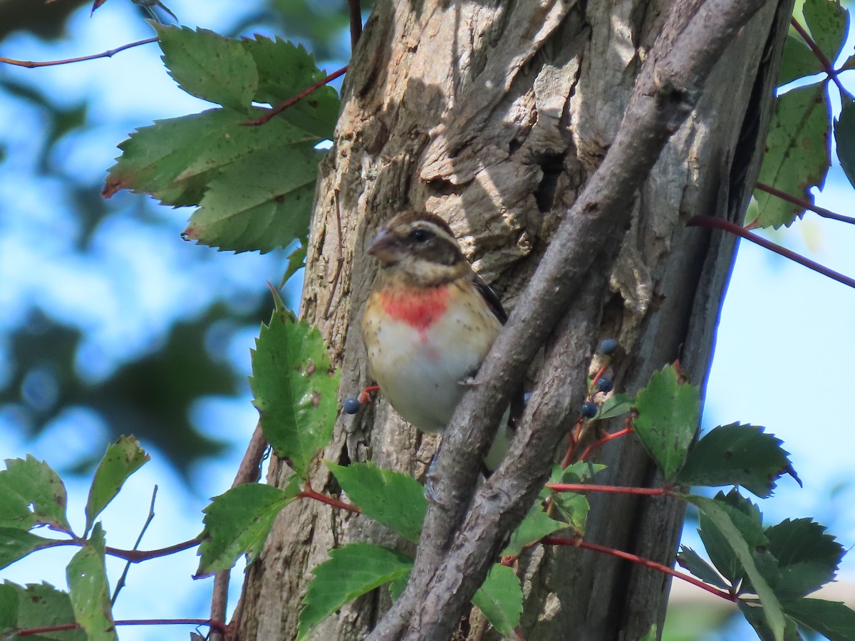 Rose-breasted Grosbeak - ML487110581