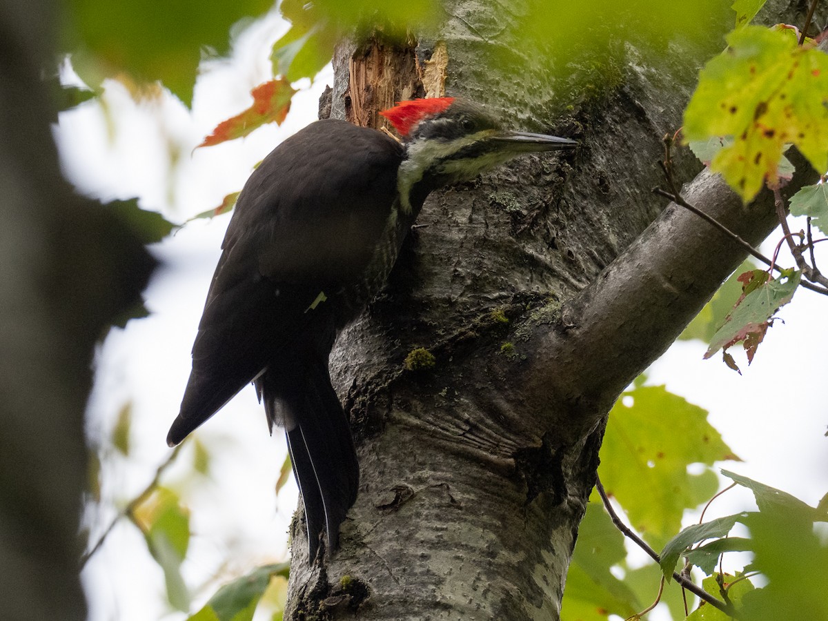 Pileated Woodpecker - ML487111501