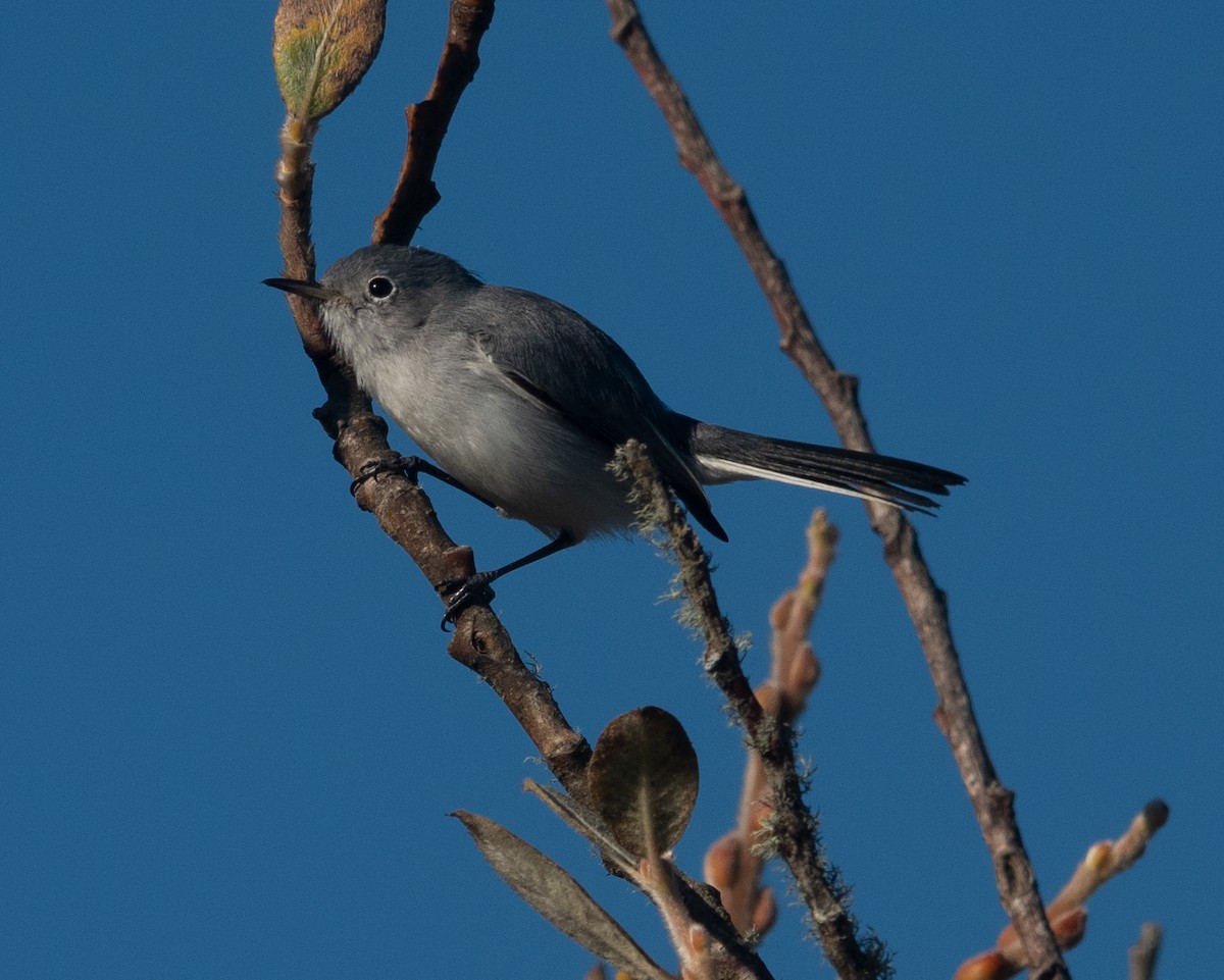 Blue-gray Gnatcatcher - ML487112551