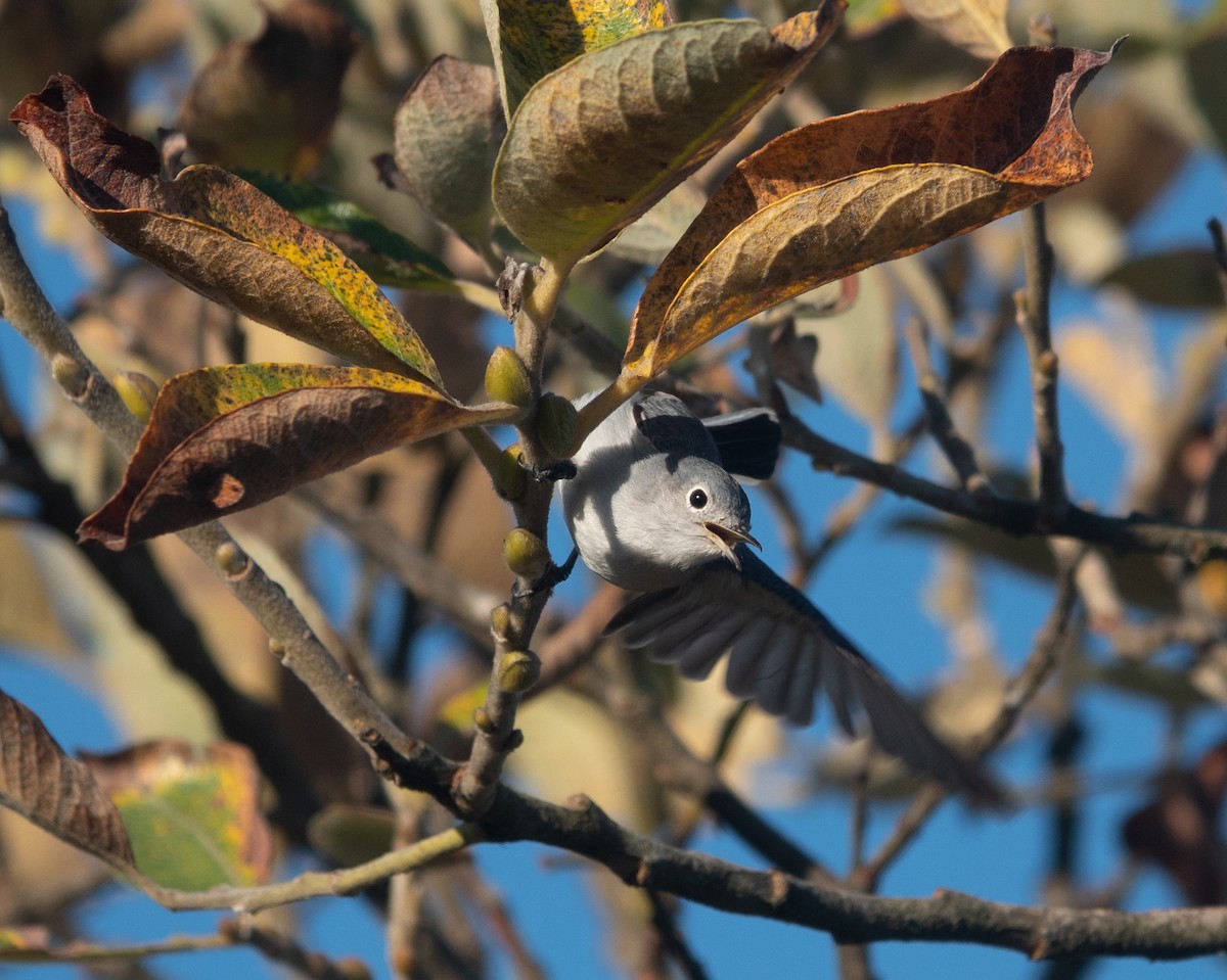 Blue-gray Gnatcatcher - ML487112571