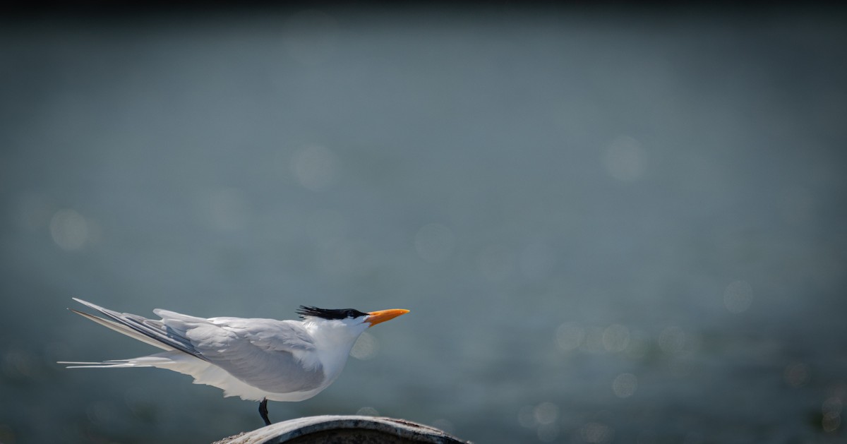 Königsseeschwalbe - ML487113881