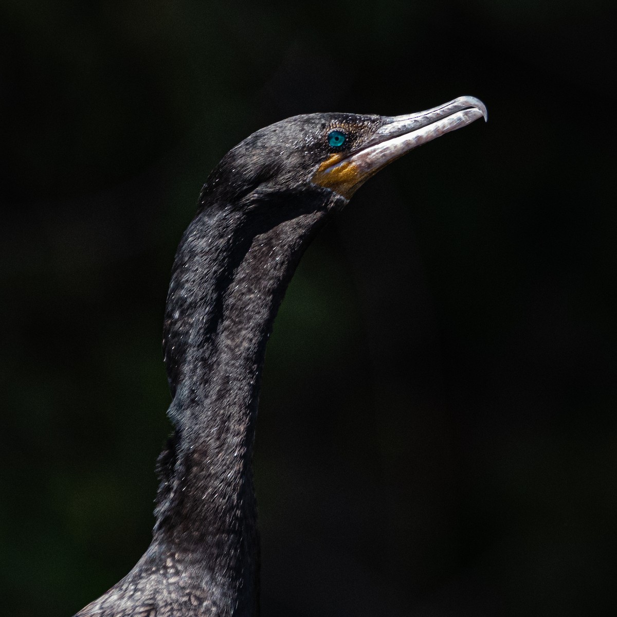 Humboldtscharbe - ML487113971