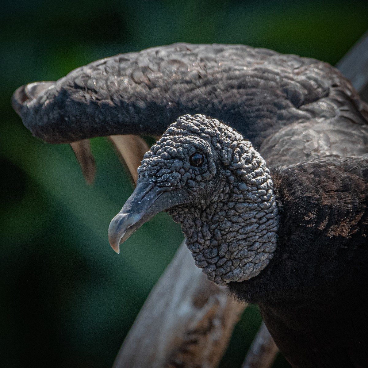 Black Vulture - ML487114021