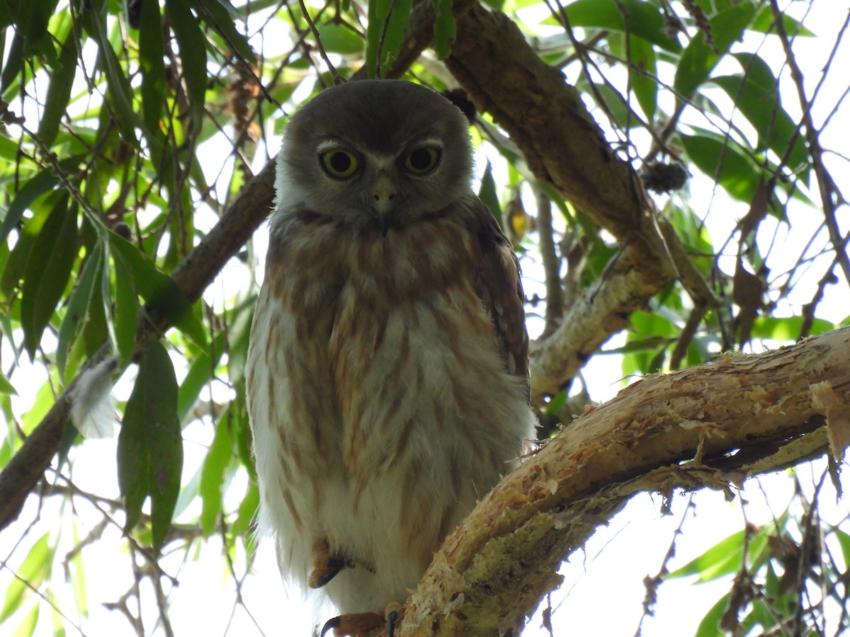 Barking Owl - ML487114751