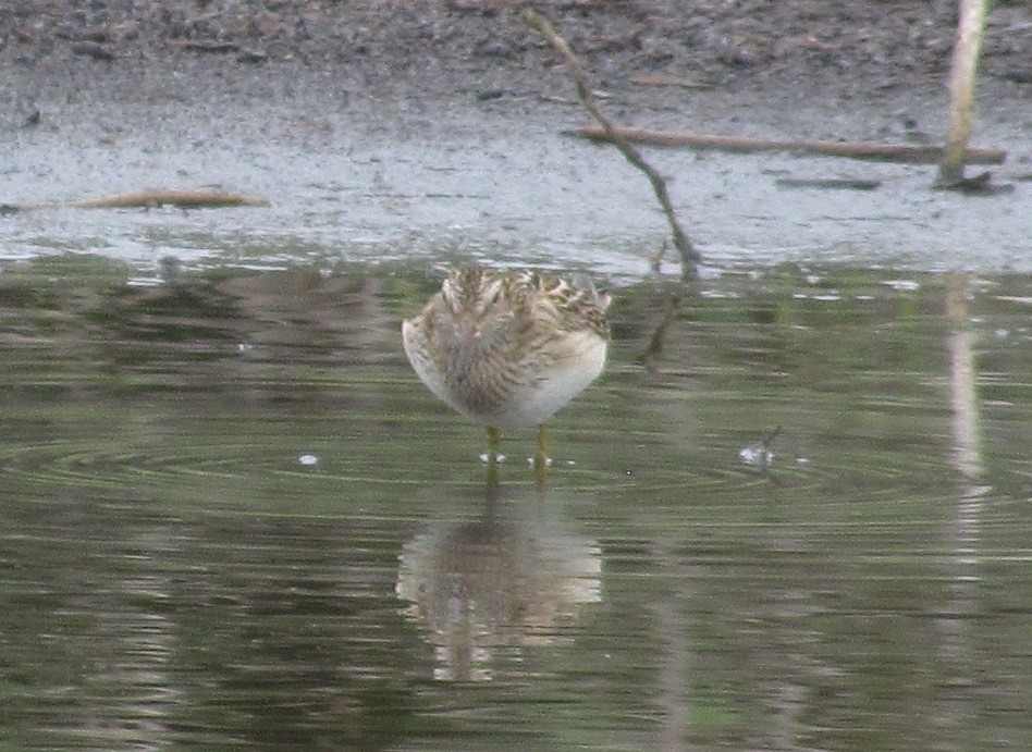 アメリカウズラシギ - ML487114811