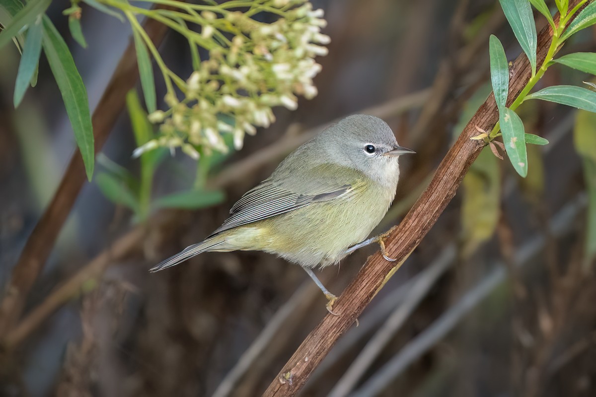 Orange-crowned Warbler - ML487116171