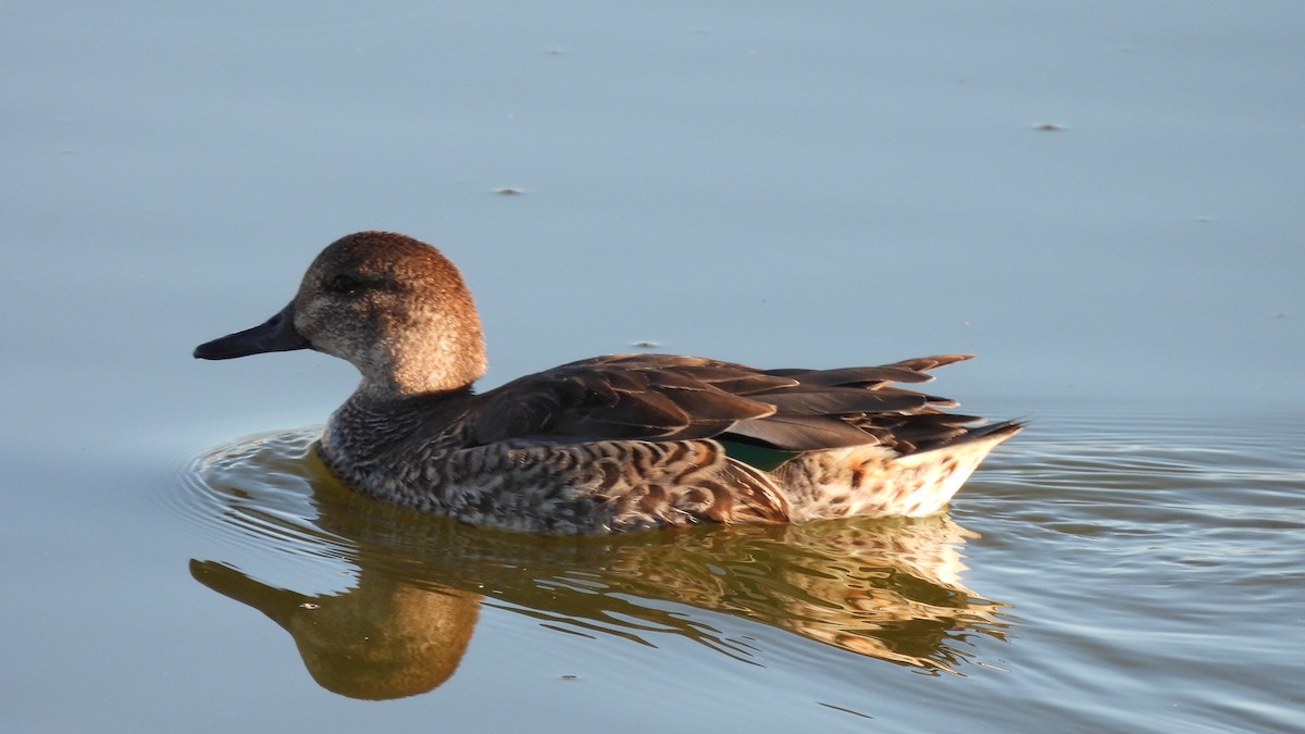 Green-winged Teal - ML487118331