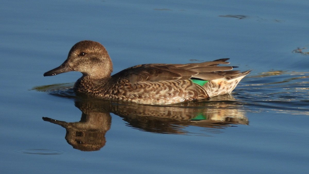 Green-winged Teal - ML487118341