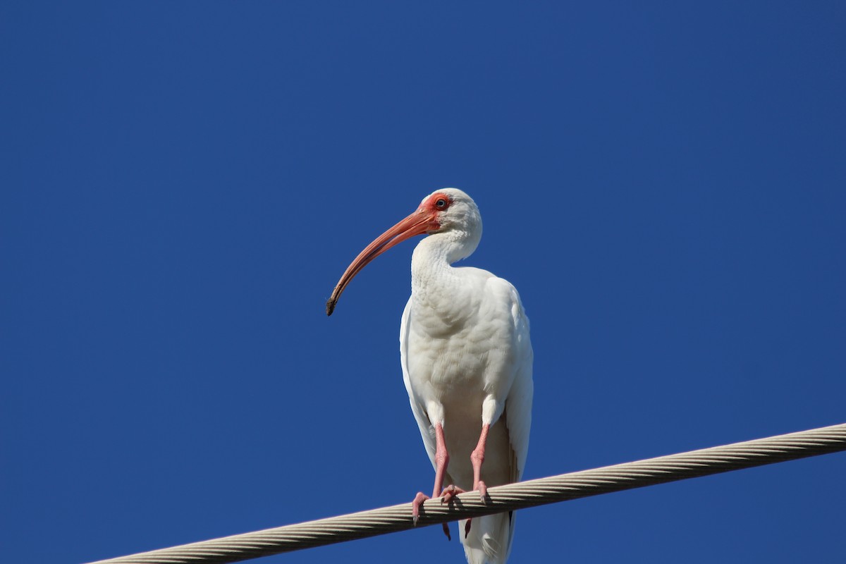 White Ibis - ML487118901