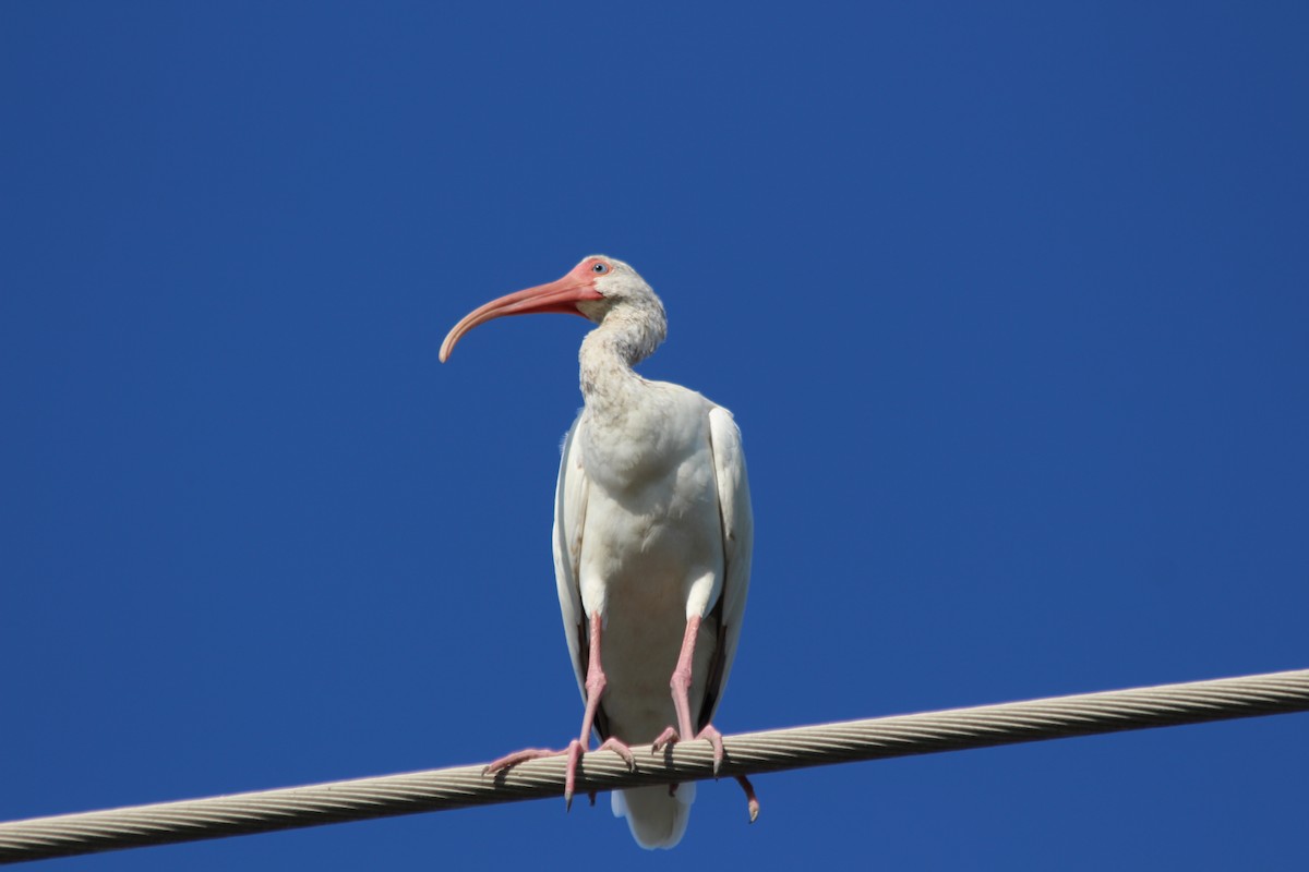 ibis bílý - ML487118911
