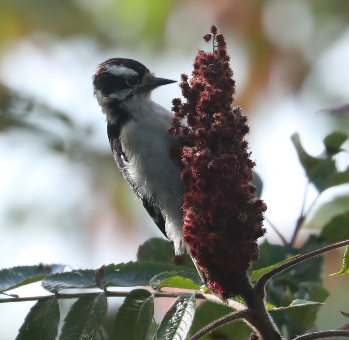 Downy Woodpecker (Eastern) - ML487119111