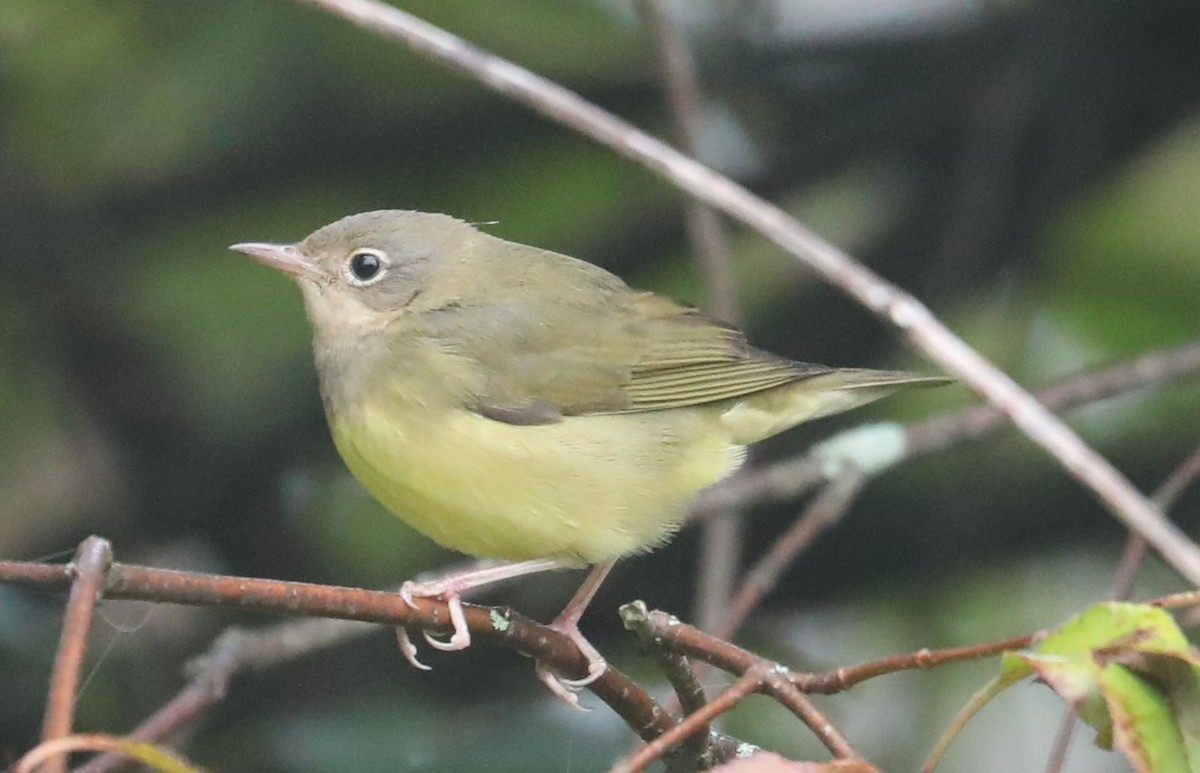 Connecticut Warbler - ML487120241