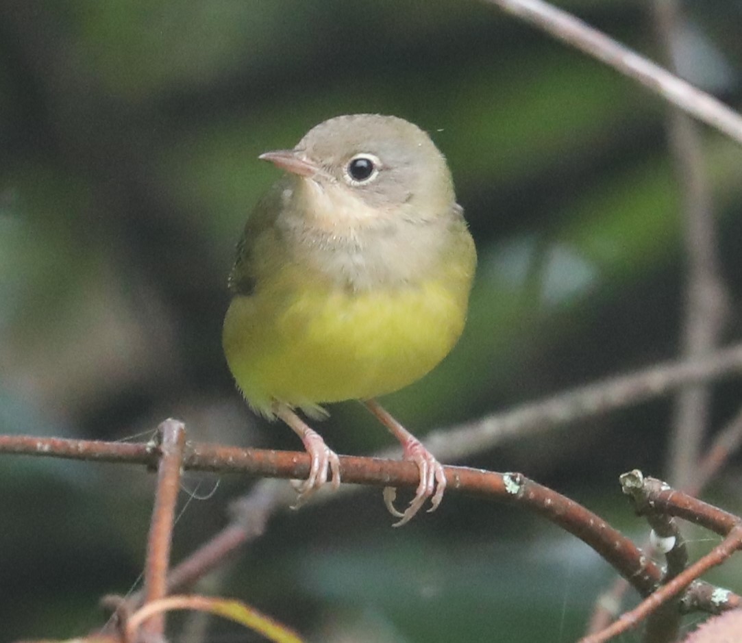 Connecticut Warbler - ML487120321