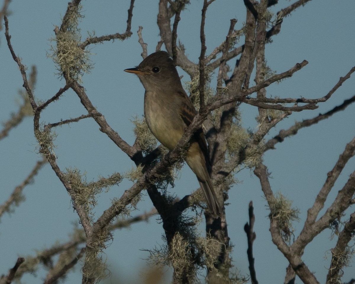 Western Wood-Pewee - david hargreaves