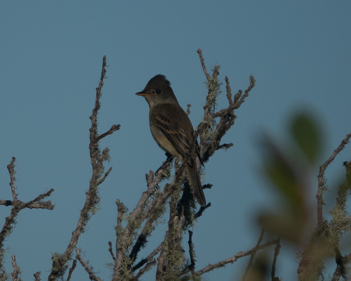 Blasskehl-Schnäppertyrann - ML487120351