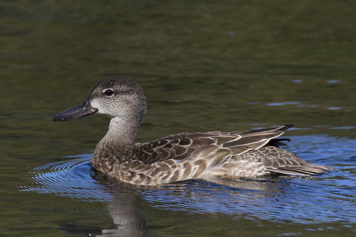 Blue-winged Teal - ML487122791