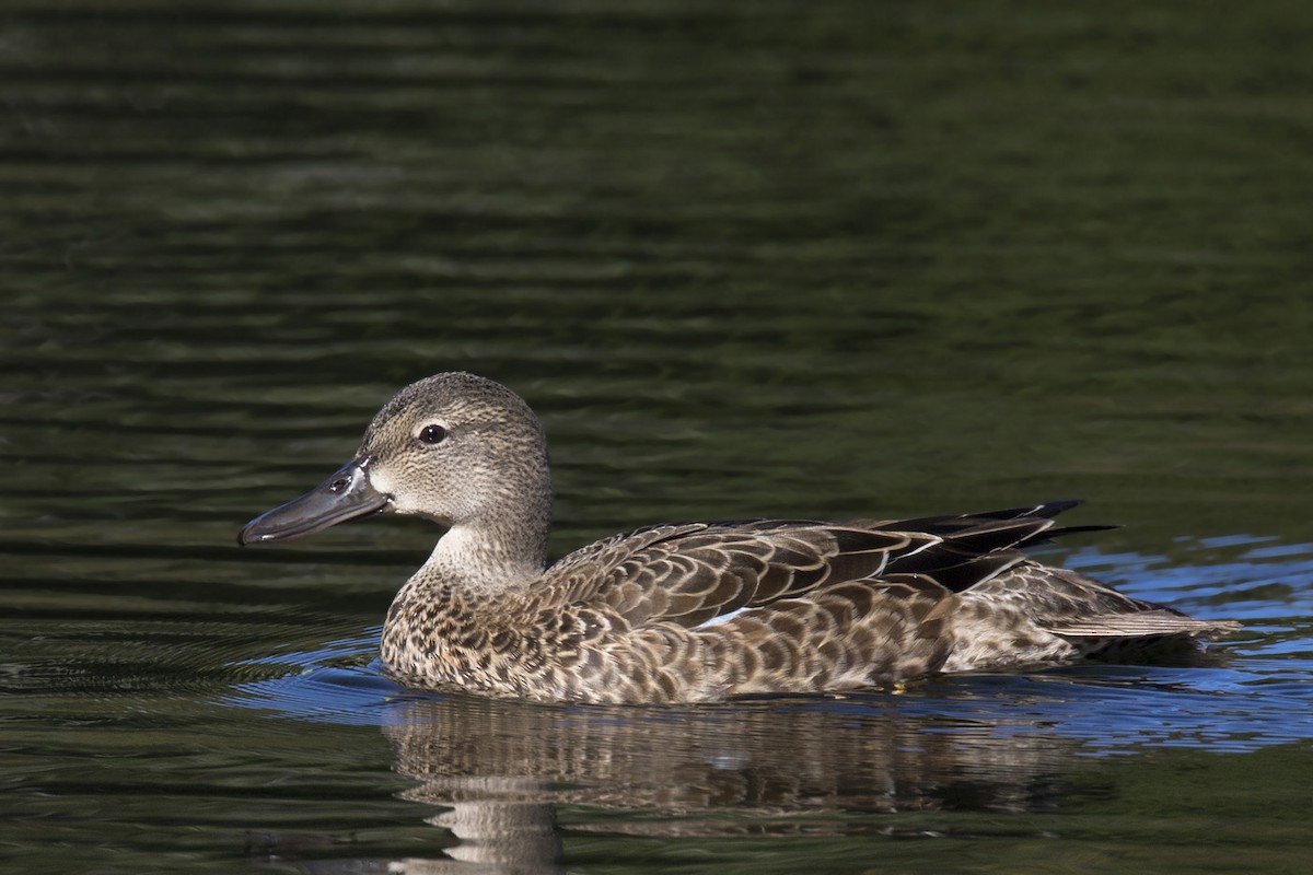 Blue-winged Teal - ML487122801