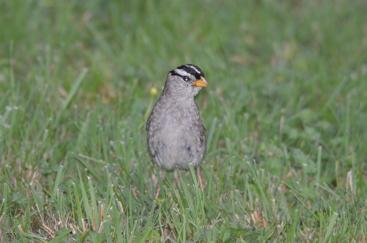 White-crowned Sparrow (pugetensis) - Cedrik von Briel