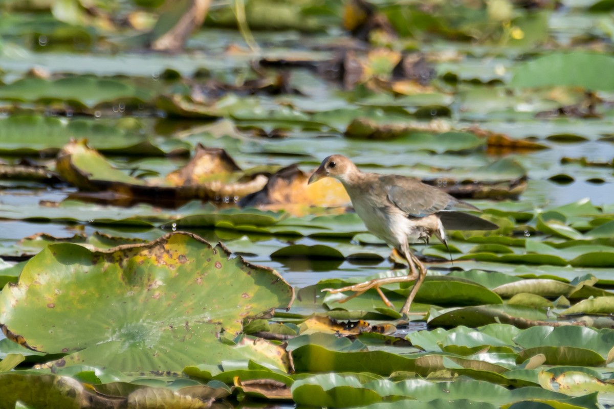 Purple Gallinule - Gabrielle Harrison