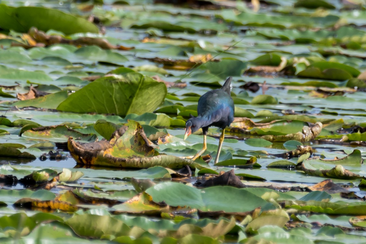 Purple Gallinule - Gabrielle Harrison