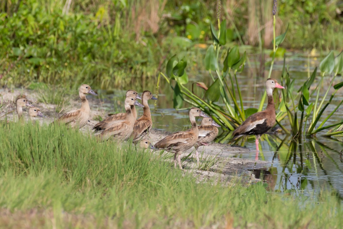 Black-bellied Whistling-Duck - ML487124191