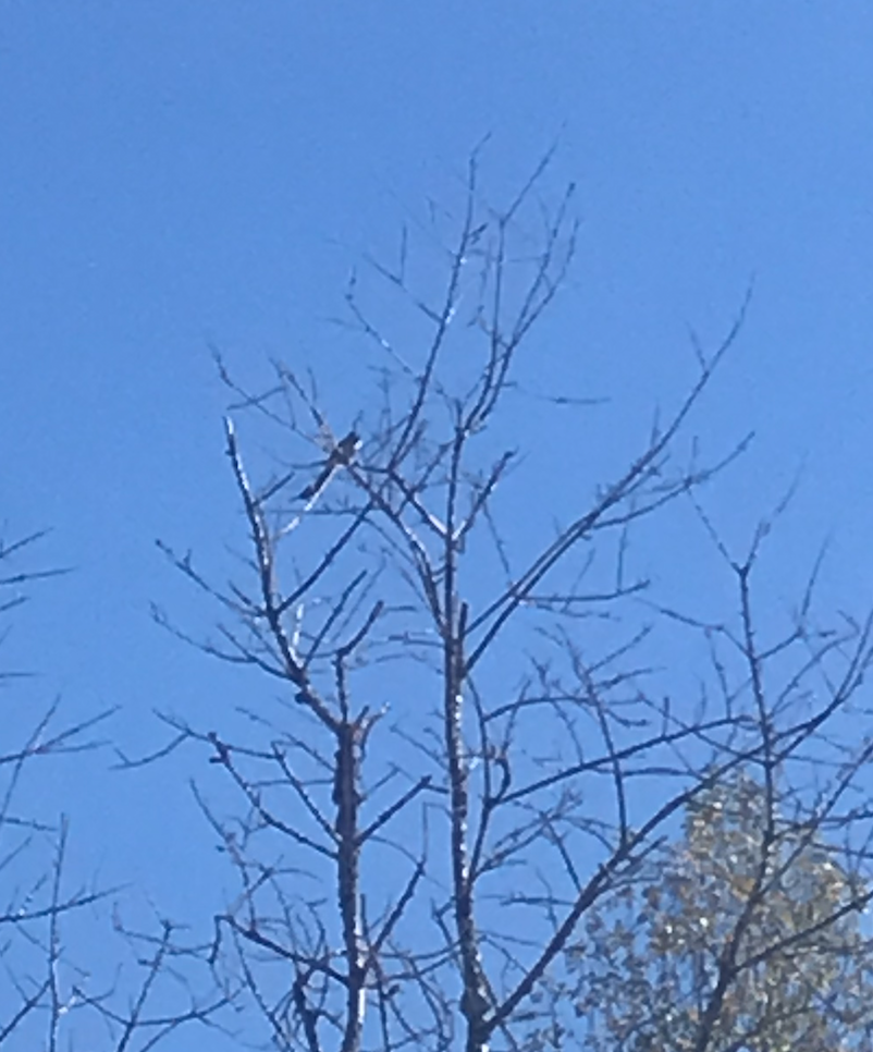 California Scrub-Jay - ML487124321