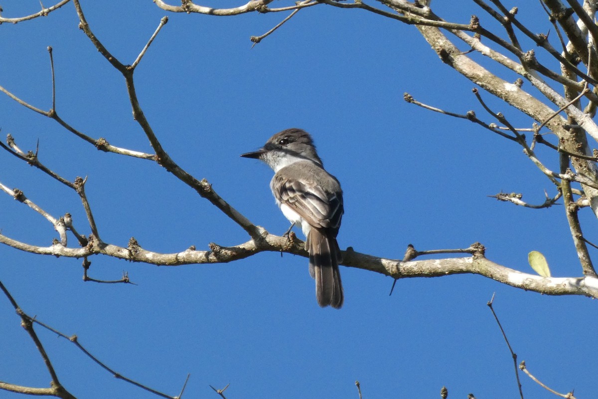 La Sagra's Flycatcher - ML487125001