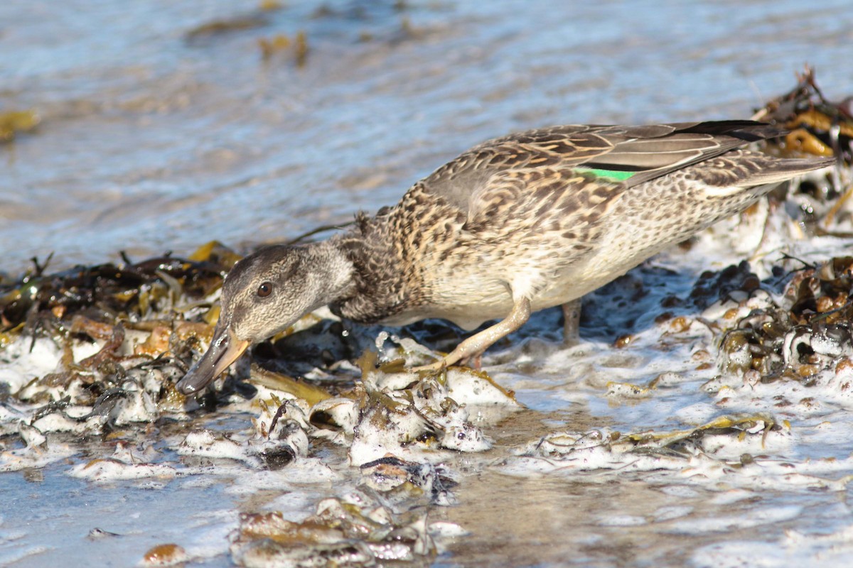 Green-winged Teal - ML487127561