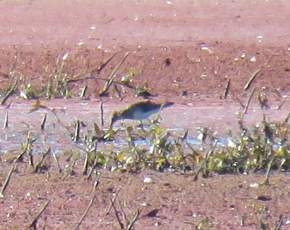 Pectoral Sandpiper - ML487127961