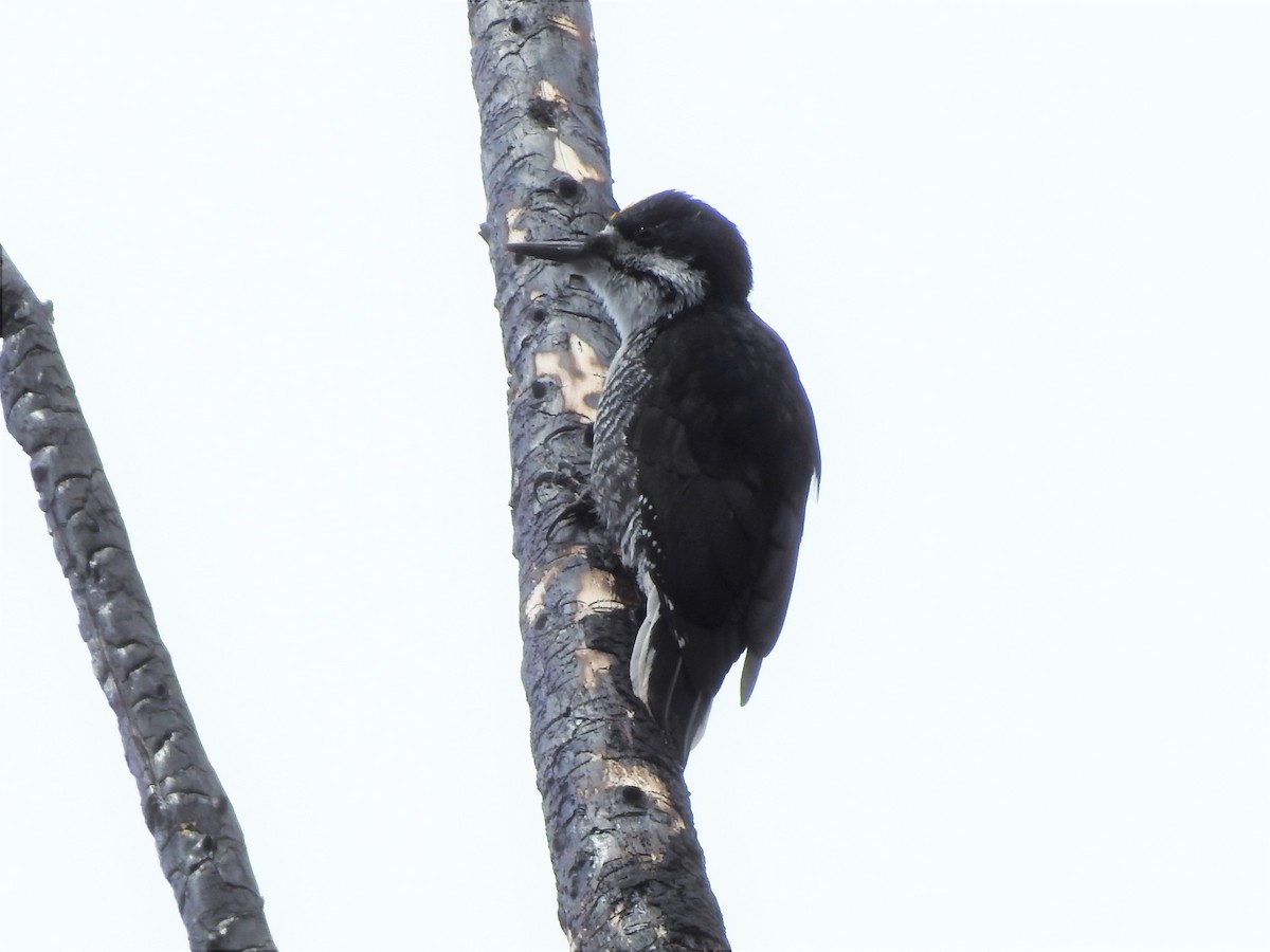 Black-backed Woodpecker - ML487129351