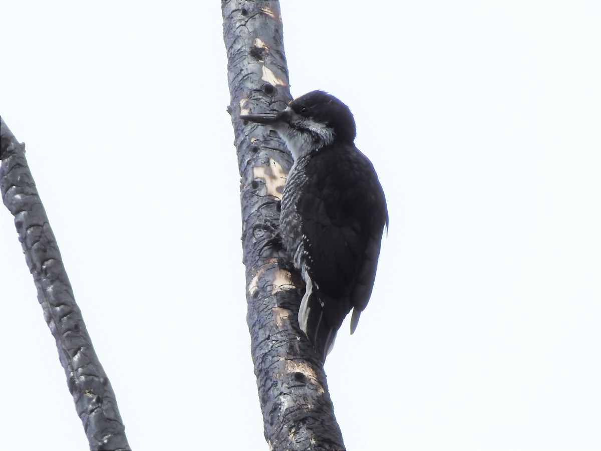 Black-backed Woodpecker - Darlene Cancelliere