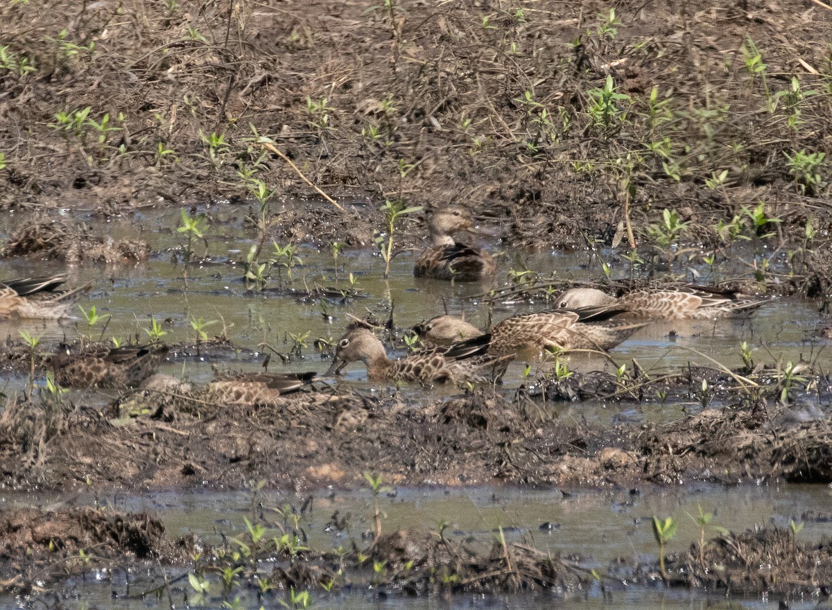 Blue-winged Teal - ML487129731