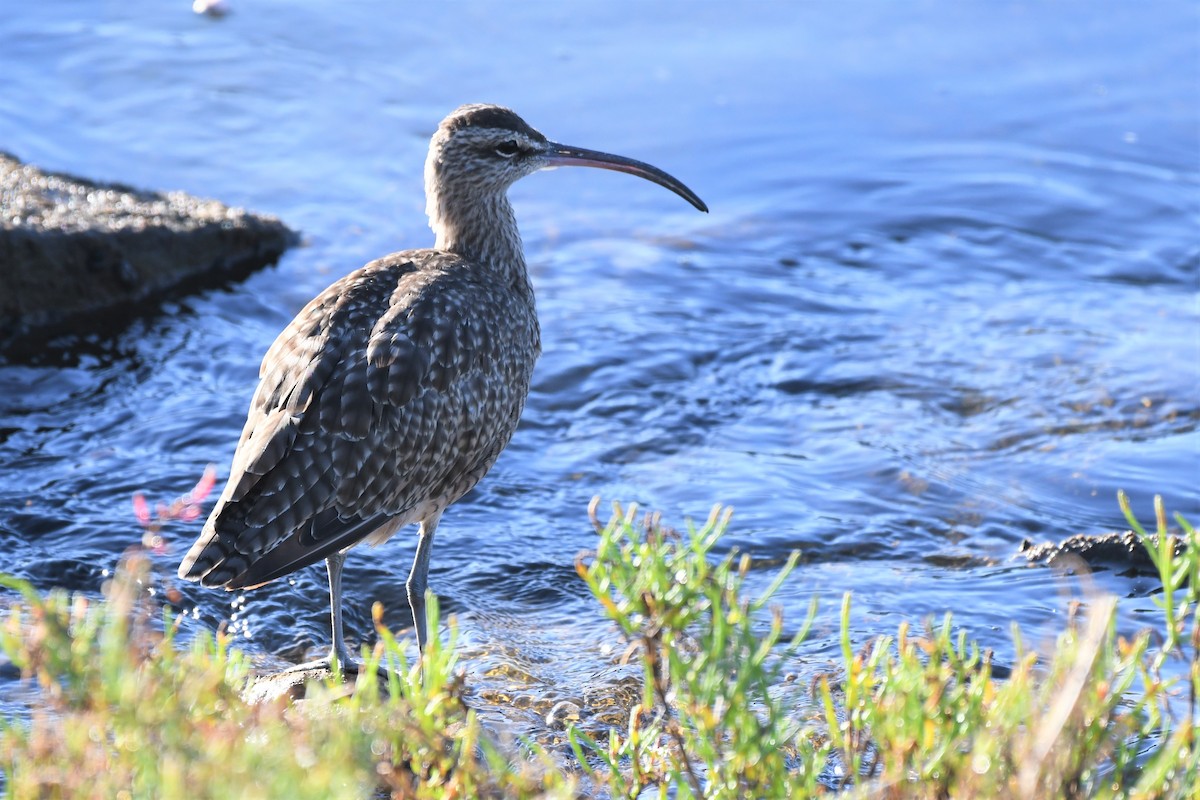 Whimbrel - Bill Eisele