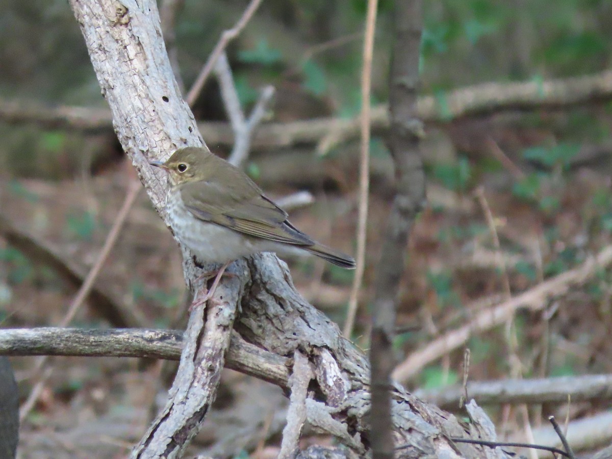 Swainson's Thrush - ML487131971