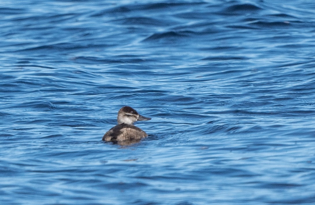 Ruddy Duck - ML487132181