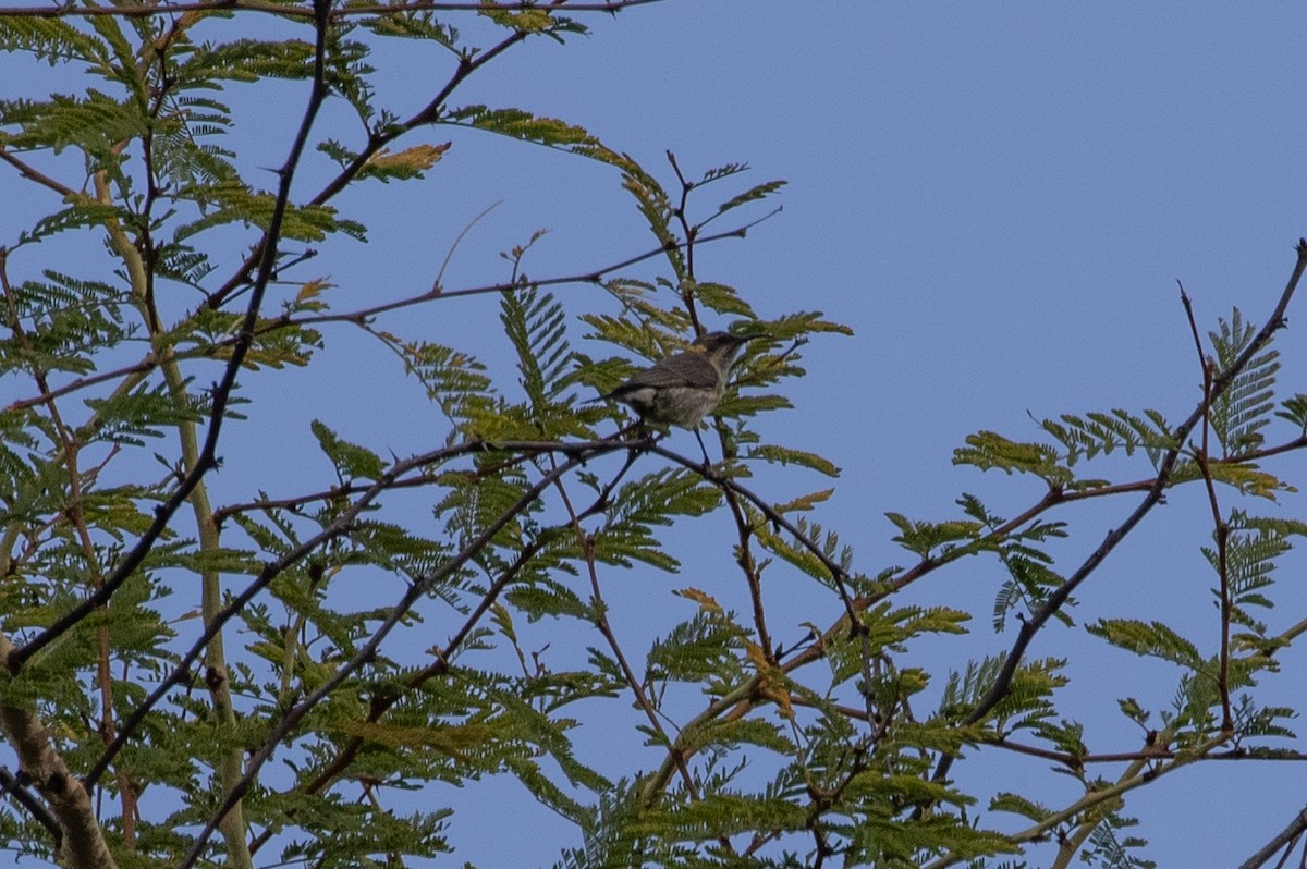 sunbird sp. - Philipp Boersch-Supan