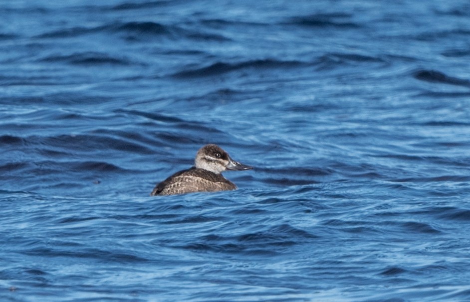 Ruddy Duck - ML487132281