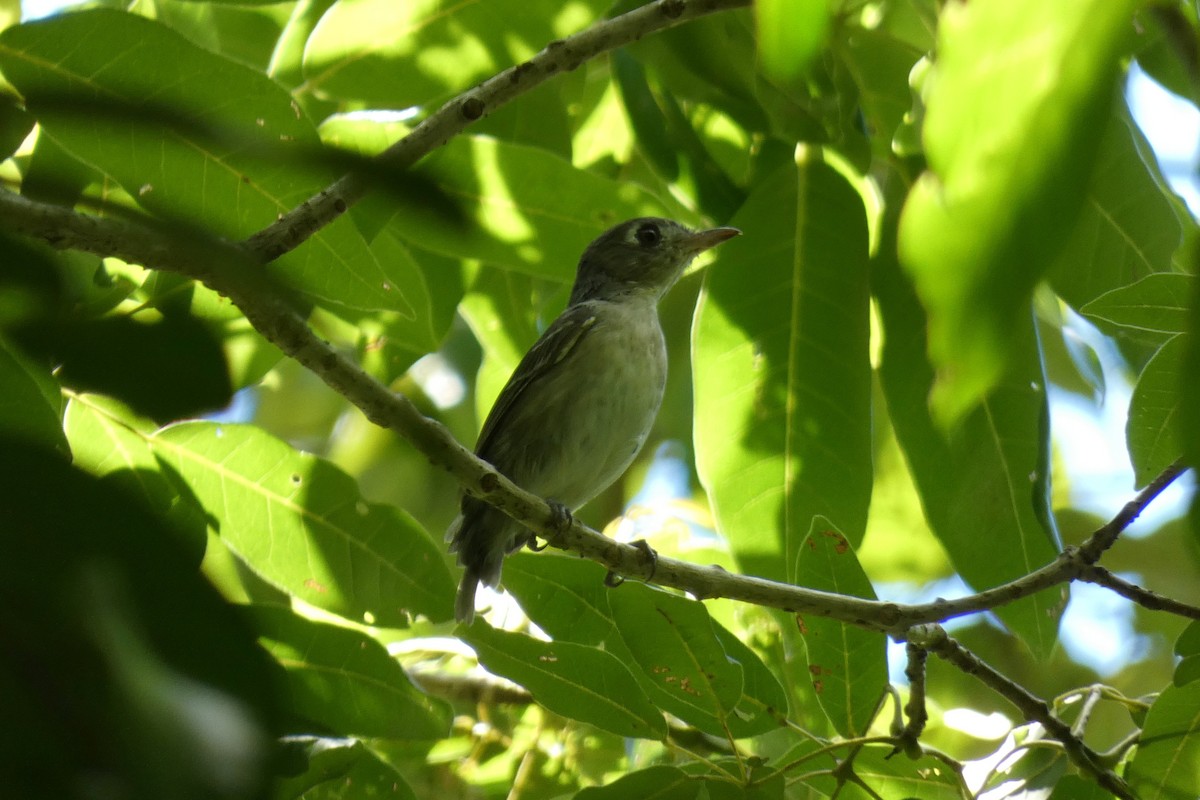 Cuban Vireo - Malini Kaushik